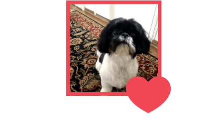 Shi Tzu