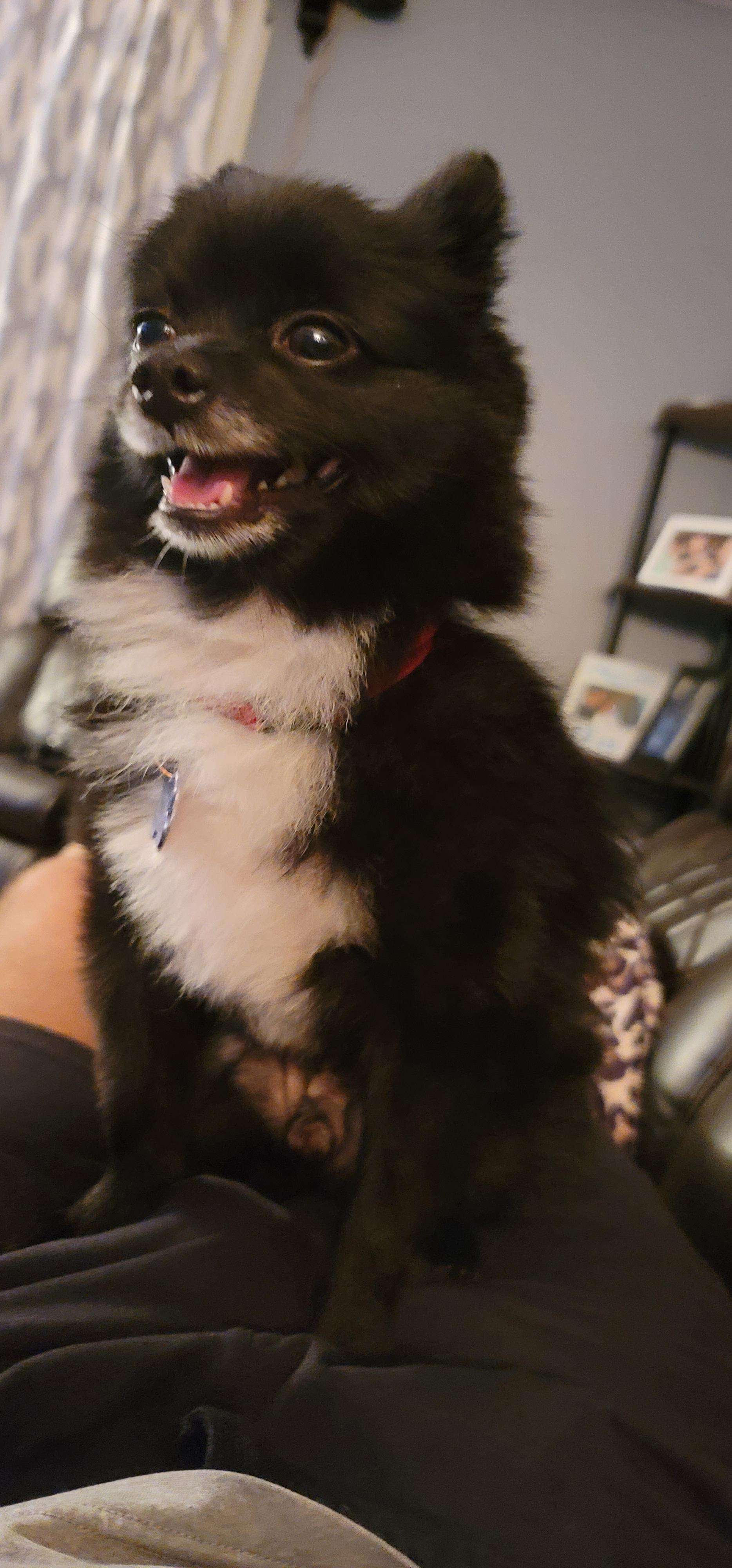 Koda